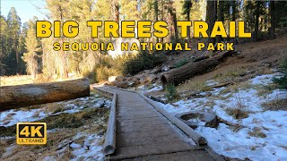 Hiking Big Trees Trail, Sequoia National Park - California - USA [4K UHD 60fps] ASMR WALK