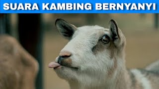 Efek Suara Kambing Bernyanyi | Singing Goat Sound Effect