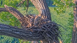 Bonnie & Clyde 5-7-24.  (Footage from 4-29-24)  Bonnie delivers rabbit prey when live cams return.