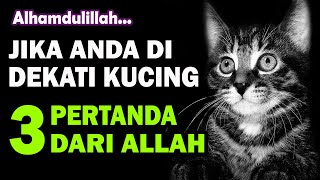 Jika Anda Didekati Kucing, Berarti Ada 3 Pertanda Ini Dari Allah