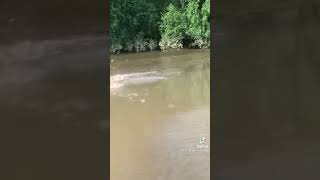 Alligator 🐊 attack on humans 😳#trending #viral #shorts #dubai #alligator #crocodile #viralvideo