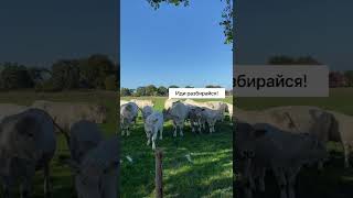 Мир животных 🐄