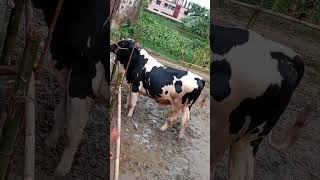 #osmaninagar #galabazar #sylheti_video #cow #cowvideos  #cowlover #youtubeshorts #shortvideo