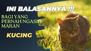 Ini balasannya bagi orang yang pernah ngasih makan kucing