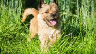 Cairn Terrier Information