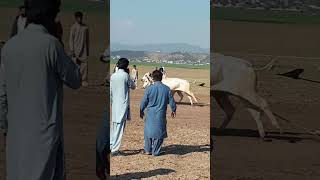 bull race