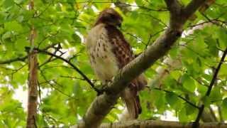 Red-Tailed Hawk