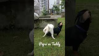 Pepsi vs teddy