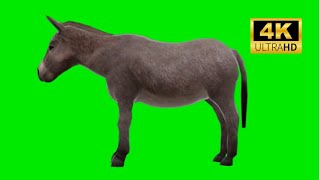 Donkey Green Screen 4k 2023 #3