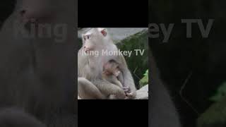 Monkey funny videos #1298 #babymonkey #shortvideo #short #viral #monkey #reels2023