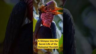 Helmeted Hornbill: The Bird with the Solid Gold Beak #factshorts #shorts #animals