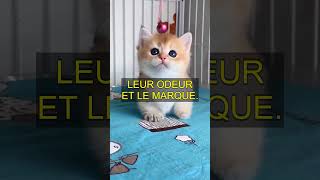 Les raisons secrètes pour lesquelles les chats lèchent leurs maîtres 🐾💕