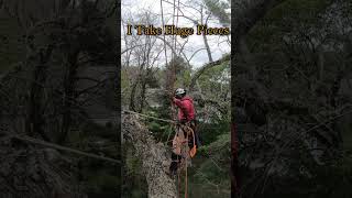 3rd person View of Tree Climber "me" Removing a Monster Oak Tree, Swinging Huge Pieces. #shorts