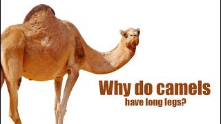 Why do camels have long legs?