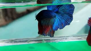 Blue halfmoon betta fish