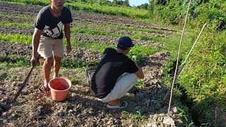 MELIHAT PERKEMBANGAN SEMAIAN CABE LANJUT NGULTIVATOR