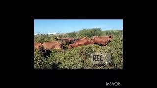 Beefmaster en pastoreo con cerco electrónico #beefmaster #ganaderiamexicana #agriculture #sinaloa