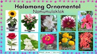 Mga Halamang Ornamental Namumulaklak EPP 4 Halimbawa #ornamentalplant #epp #agri | Mommy Merai