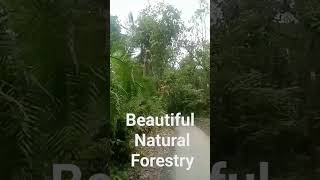 Natural Forestry#youtubeshorts #youtube #shorts #short #forestry