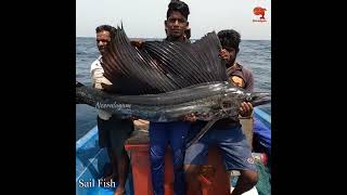 Caught Big Tuna Fish In River || Tuna Fishing || Fishing Video