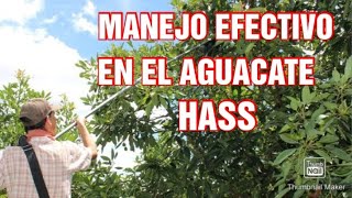 EL SECRETO del POTENTE insecticida para tu CULTIVO de Aguacate hass