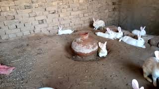 My Rabbit Farm Setup | Rabbit Farming in Punjab Pakistan | RAMZAN202M