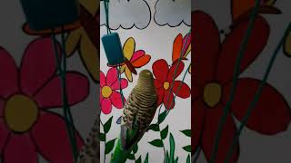 Budgie Love | Budgies | Pet Lover | Australian Birds