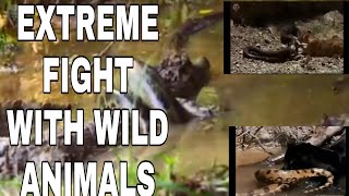 EXTREME FIGHT WITH WILD ANIMALS