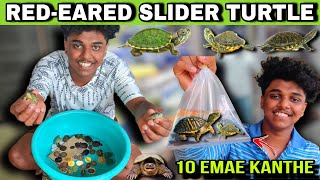 10 Red-eared Slider Turtle(Emae) Kanthe Namma Setup G || Tulu Vlog || Trithesh N Poojary