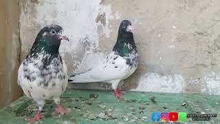 Indian Banke Kabootar | Pur Banke Kabootar | Breeder Pair |