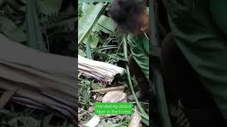 Harvesting abaca fiber in the forest