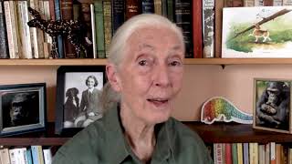 Boodschap van dr. Jane Goodall aan onze rangers op World Ranger Day