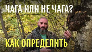 Для новичков: как отличить чагу от капа и от других трутовиков. Михаил Вишневский