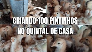 CRIANDO GALINHAS NA CIDADE PARA PRODUÇÃO DE OVOS/ GALINHAS CAIPIRA