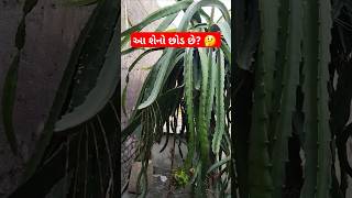 આ શેનો છોડ છે? 🤔 #farmer #farming #viralvideo #shorts #youtubeshorts #village #khedut #khedutvideo