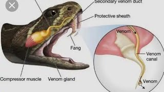 How Snakes Bite (Brave people survive)