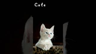 Mpus lagi lagau | Cute Animals | Hewan lucu