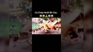 CÁ CHÉP NUỐT BỒ CÂU .. | Trend Gái Xinh Tiktok - Hot Tiktok Triệu View | Đức Mạnh