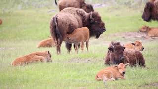 Bison and calves in Yellowstone