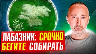 Самая полезная трава на земле: сверх ароматный чай и кладезь здоровья! Всё от сбора до применения!