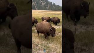 Bison #Bison #amazingfacts #wildlife #nature #fact