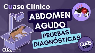 🩺Todas las pruebas diagnósticas que debes hacer a una urgencia veterinaria con Abdomen agudo 📋