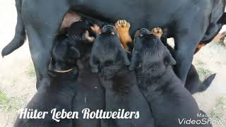 Ninhada de Rottweiler - Cães de Trabalho - Workingdog - Puppy - Working Rottweiler