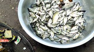 NAG HARVEST NG ISDA SA BAKLAD | BUHAY PROBINSYA