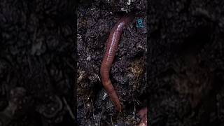 केंचुआ (part-3) #earthworms #amazingfacts #nature #wildlife #fact #naturelovers #natureshorts