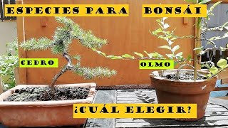 ESPECIES DE BONSÁI APROPIADAS PARA PRINCIPIANTES                    (CEDRO VS OLMO)