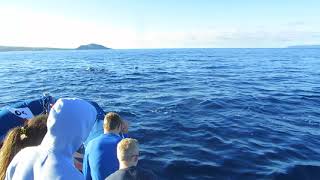 Dolphin Viewing Maui