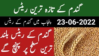 New Wheat Rate 23-06-2022 | Wheat Rate | AGRICULTURE WORLD