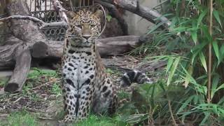 ZOO HANNOVER: Chinese Leopards Jilius und Julius - Schnee-Eule - Eisbären