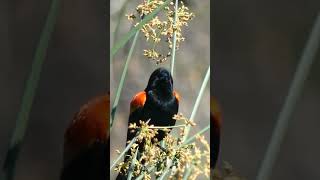 Red winged Blackbird.❤  Arizona Birdwatching. Bird watching Arizona Sonoran desert 🏜 😍 #wildlife